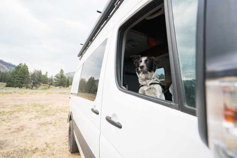 Vacations For Dogs And Their Owners