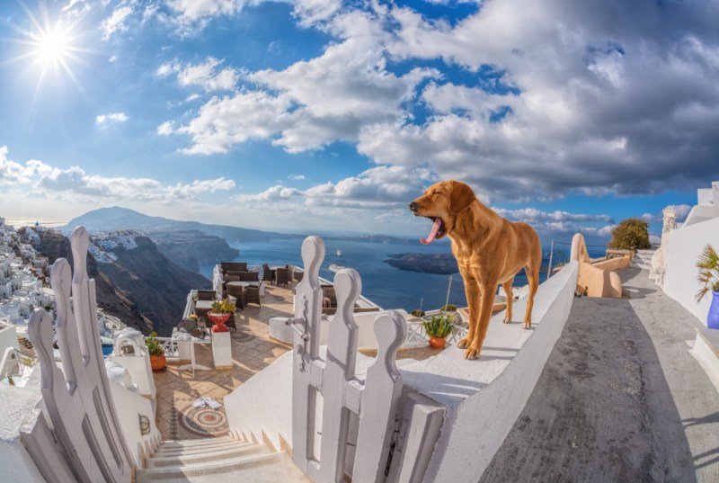 Vacations For Singles With Dogs