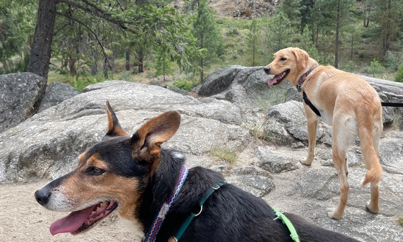 Vacations With Dogs In California