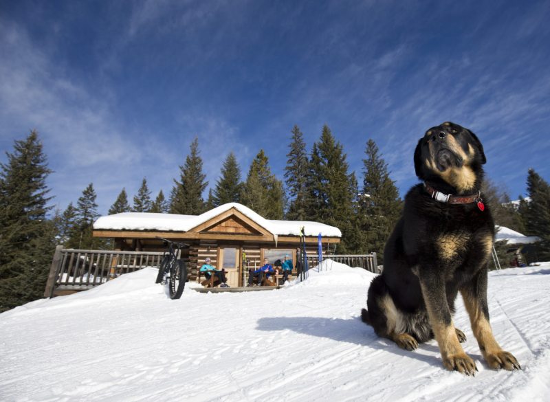 Winter Vacations With Dogs