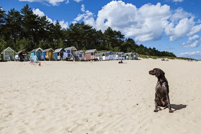 Beaches Near Me That Are Dog Friendly