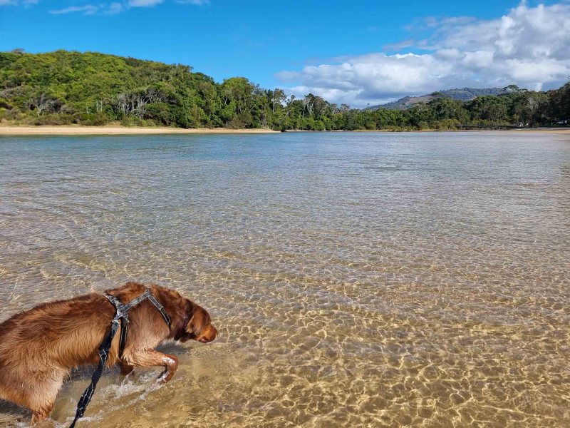 Beaches That Are Dog Friendly Near Me