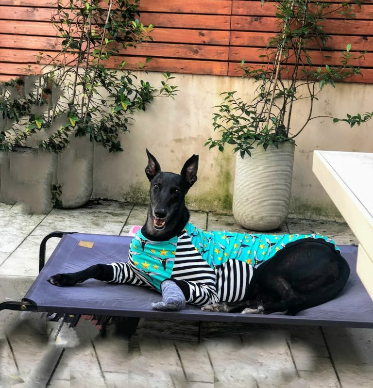 Best Dog Friendly Airbnb