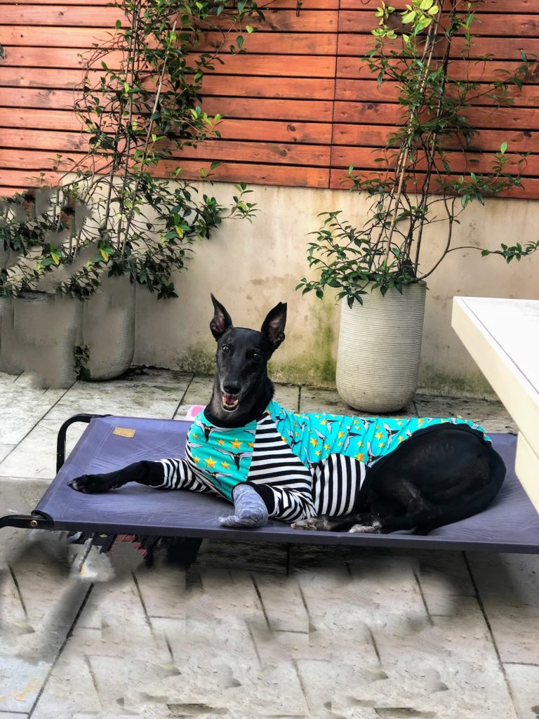 Best Dog Friendly Airbnb