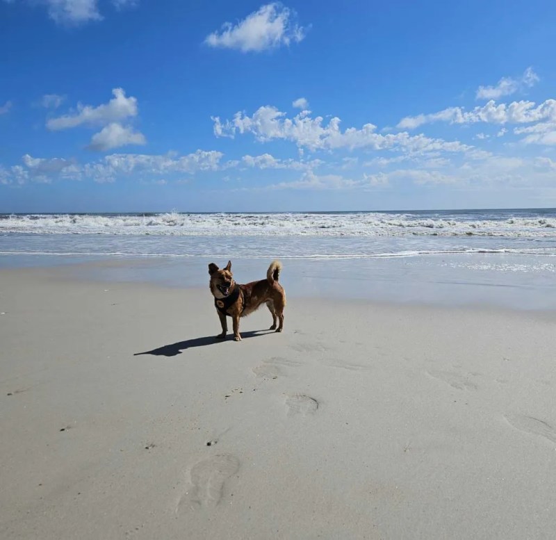 Best Dog Friendly Beaches In Florida