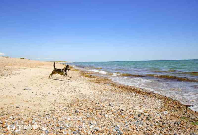 Best Dog Friendly Beaches Near Me