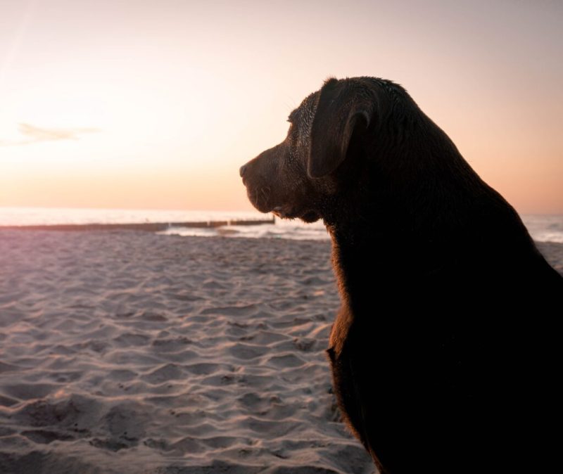 Best Dog Friendly Beaches On East Coast