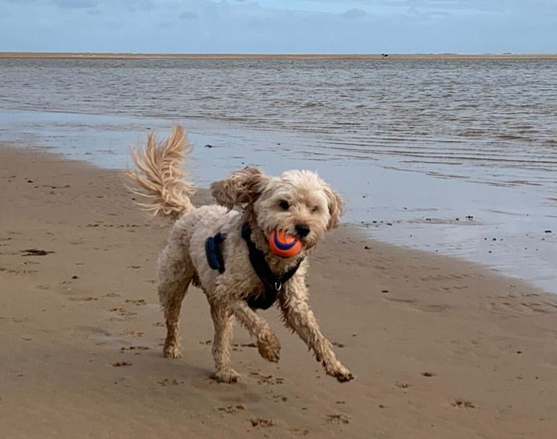 Best Dog Friendly Beaches Uk