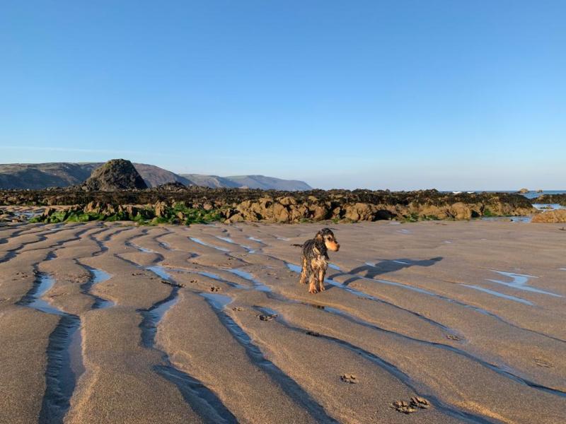 Best Dog Friendly Beaches