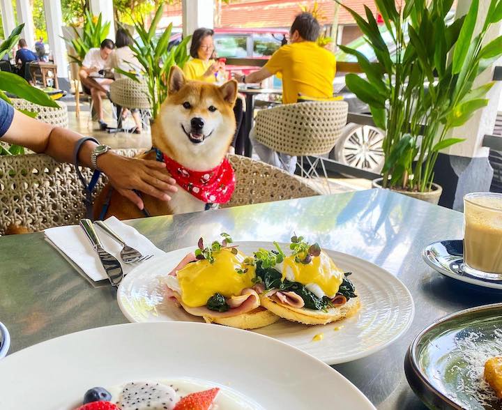 Best Dog Friendly Breakfast Restaurants Near Me