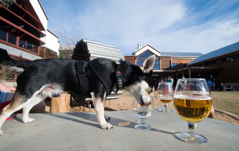 Best Dog Friendly Breweries Denver