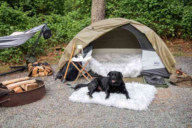 Best Dog Friendly Camping Near Me