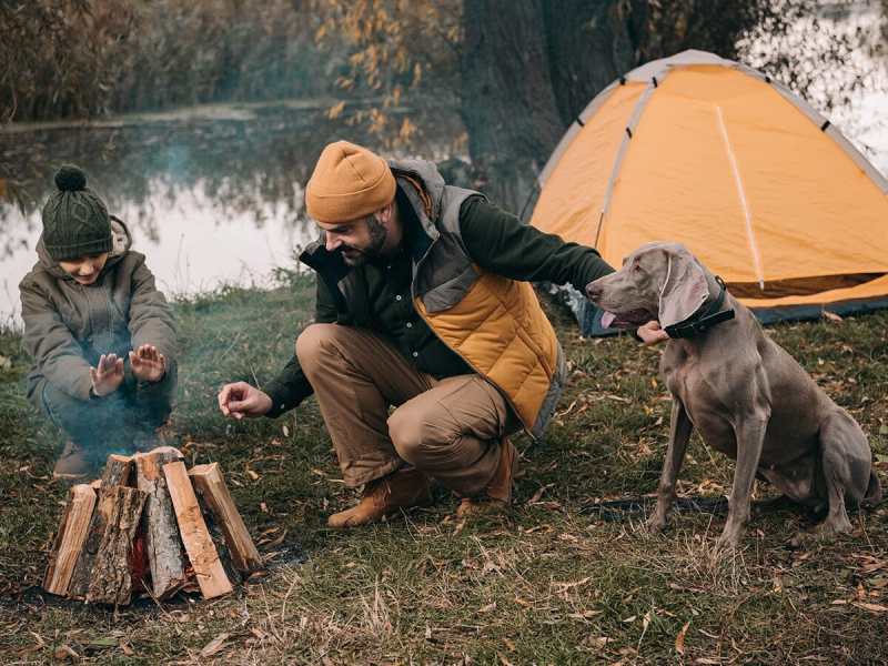 Best Dog Friendly Camping Nsw