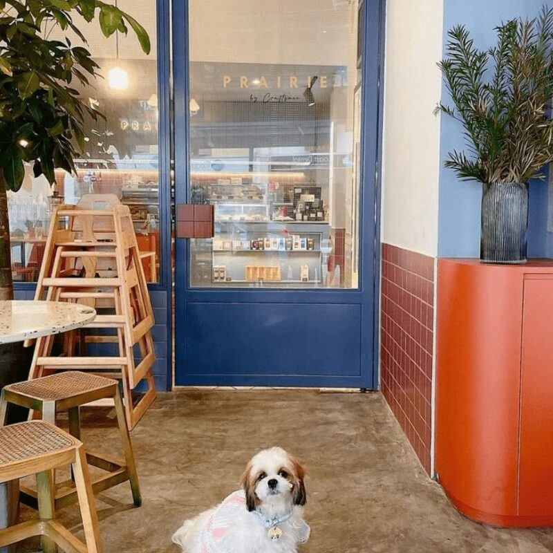 Best Dog Friendly Coffee Shops Near Me