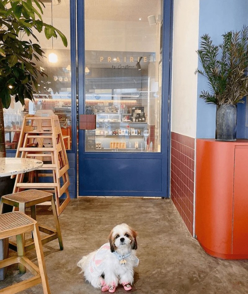 Best Dog Friendly Coffee Shops Near Me