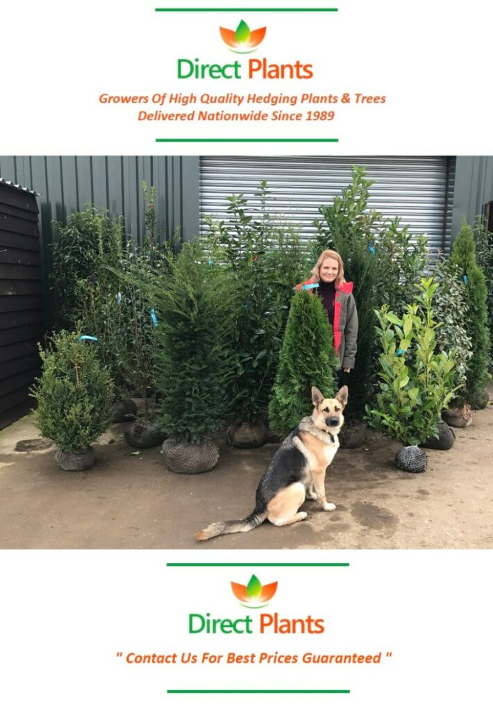 Best Dog Friendly Evergreen Shrubs Uk