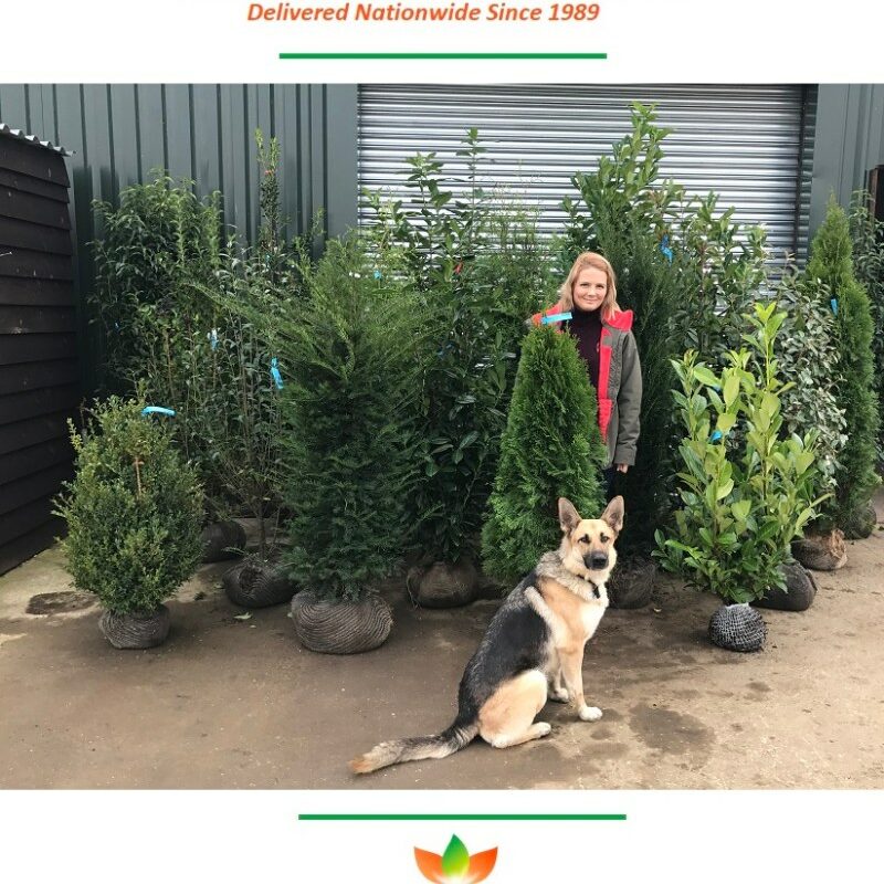 Best Dog Friendly Evergreen Shrubs Uk