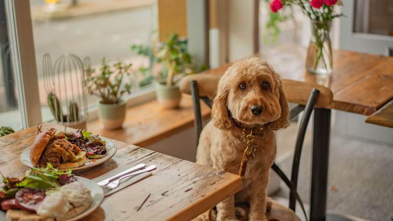 Best Dog Friendly Food Near Me