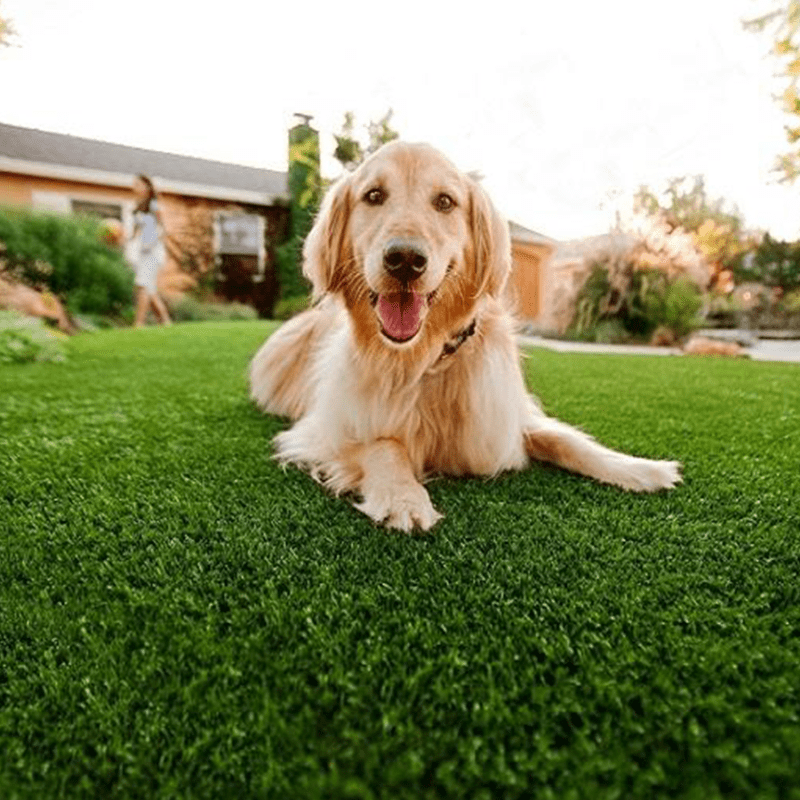 Best Dog Friendly Grass