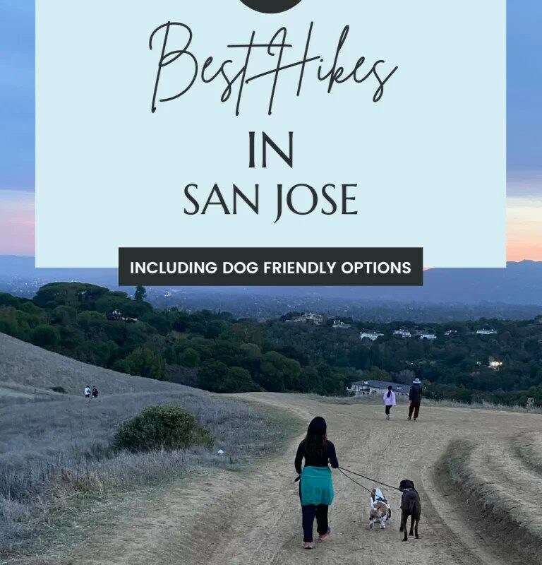 Best Dog Friendly Hikes Bay Area