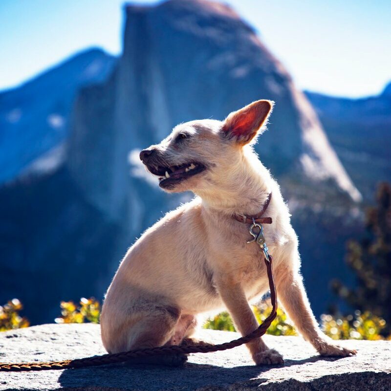 Best Dog Friendly Hikes Yosemite