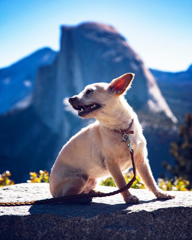 Best Dog Friendly Hikes Yosemite