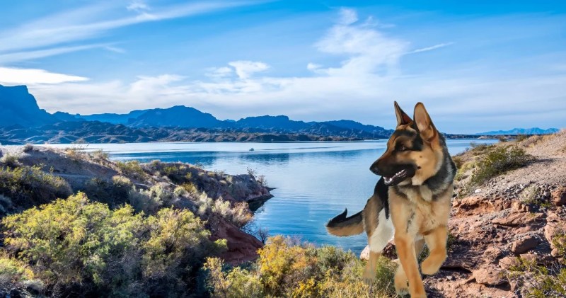 Best Dog Friendly Hiking Trails Near Me