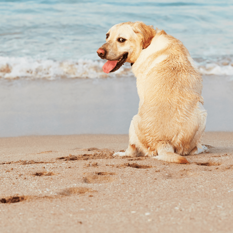 Best Dog Friendly Holidays In The Uk