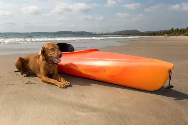 Best Dog-friendly Kayaks