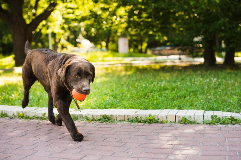 Best Dog Friendly Parks Near Me