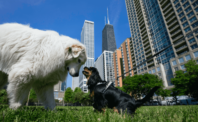 Best Dog Friendly Patios Chicago