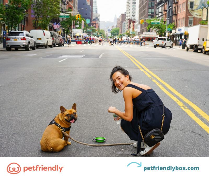 Best Dog Friendly Places To Travel