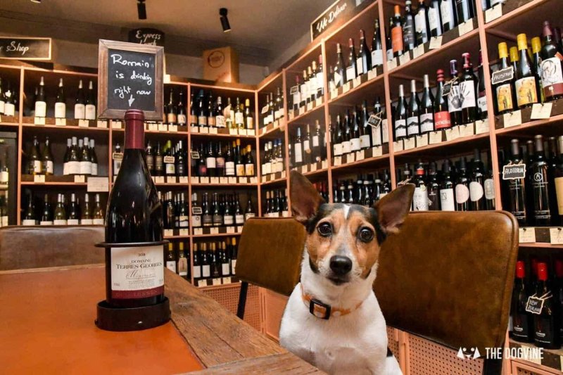 Best Dog Friendly Pubs London