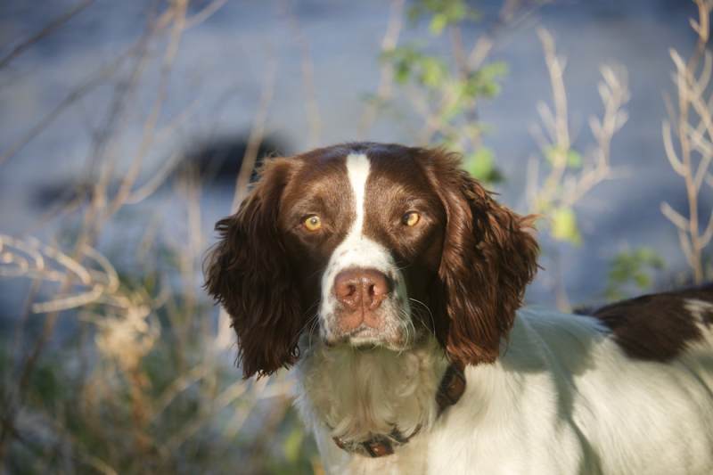 Best Dog Friendly Pubs Yorkshire Dales