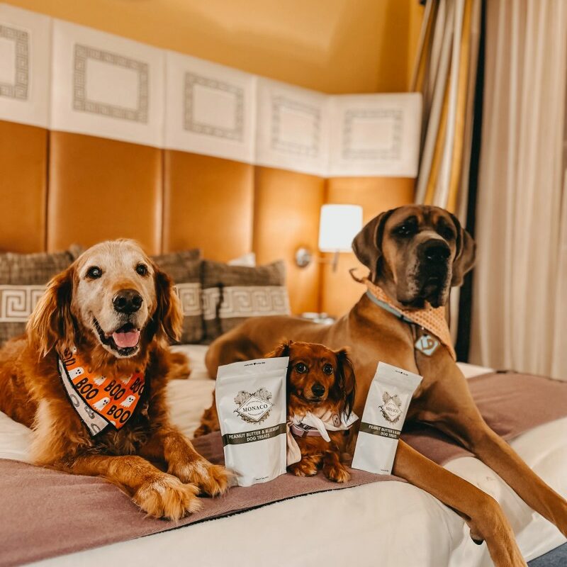 Best Dog Friendly Resorts In The Northeast