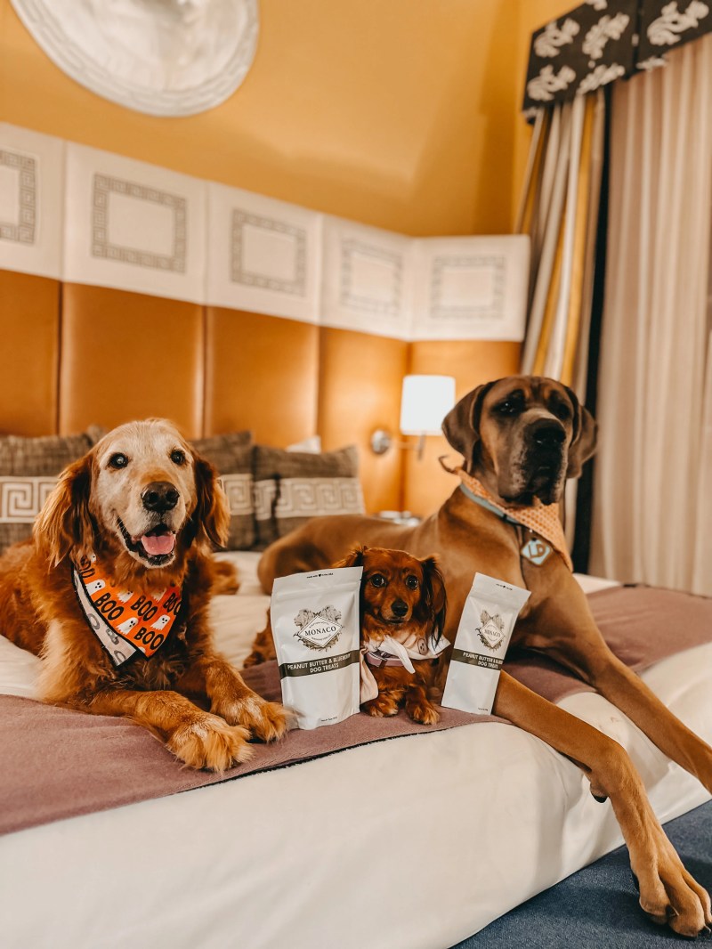 Best Dog Friendly Resorts In The Northeast