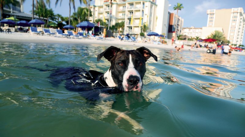 Best Dog Friendly Resorts Northeast