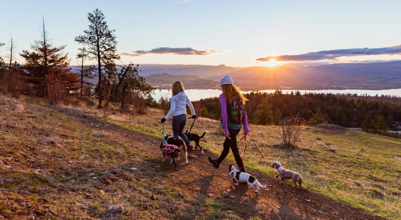 Best Dog Friendly Resorts Oregon