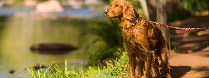 Best Dog Friendly Resorts Usa