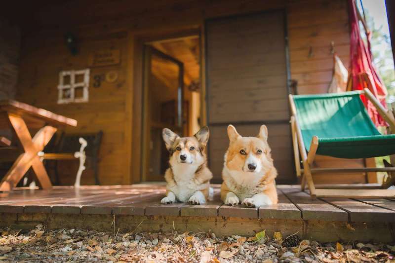 Best Dog Friendly Resorts Washington State