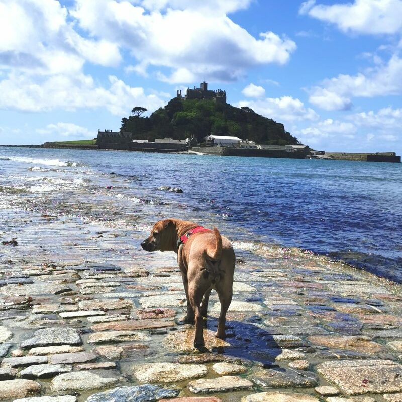 Best Dog Friendly Things To Do In Cornwall