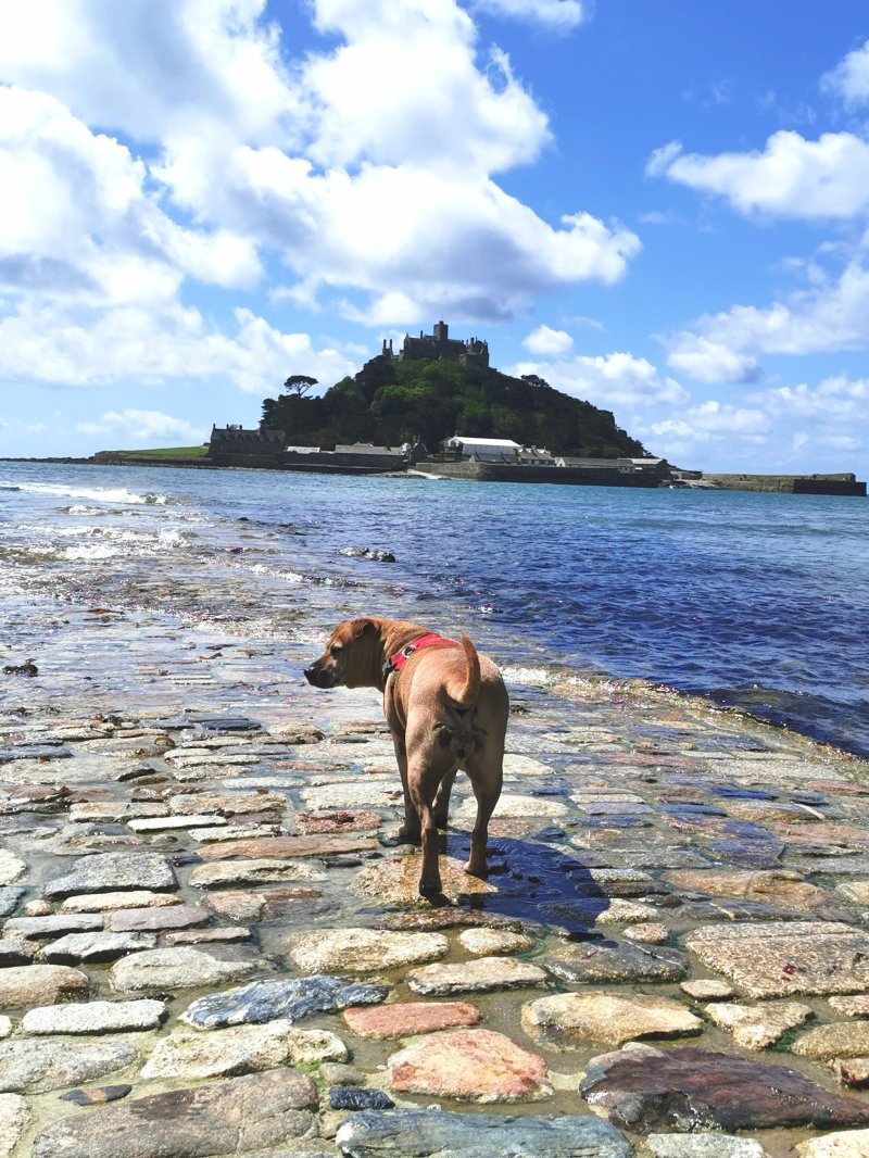 Best Dog Friendly Things To Do In Cornwall