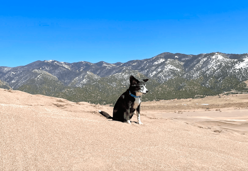 Best Dog Friendly Towns In Colorado