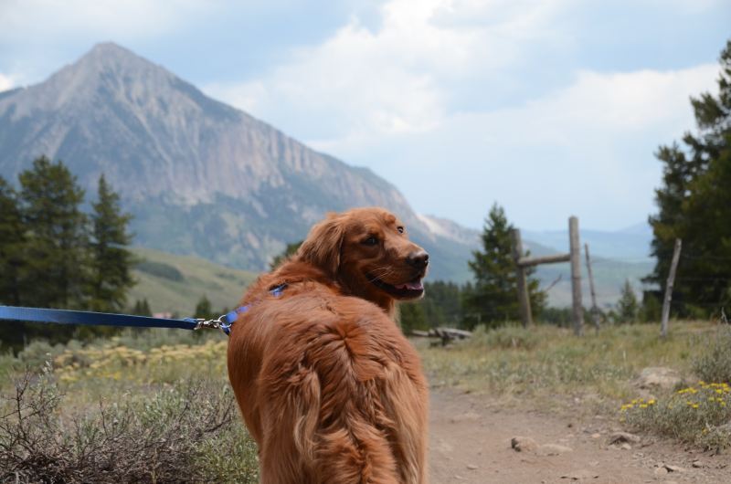 Best Dog Friendly Trails Near Me