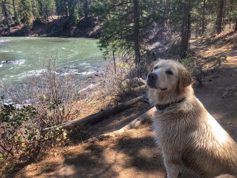 Best Dog Friendly Trails