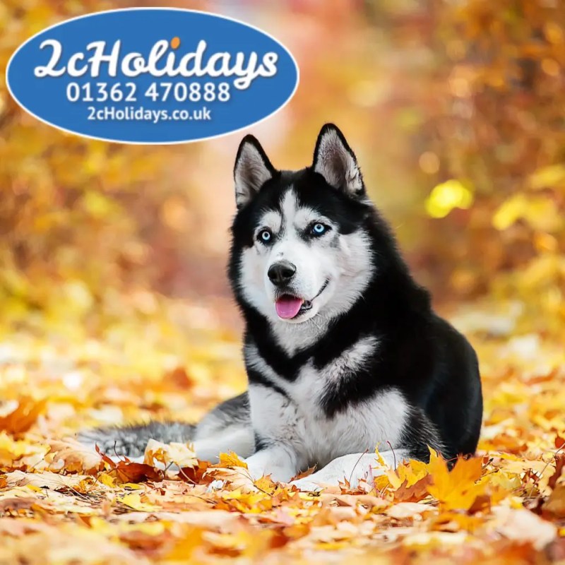 Best Dog Friendly Uk Holidays