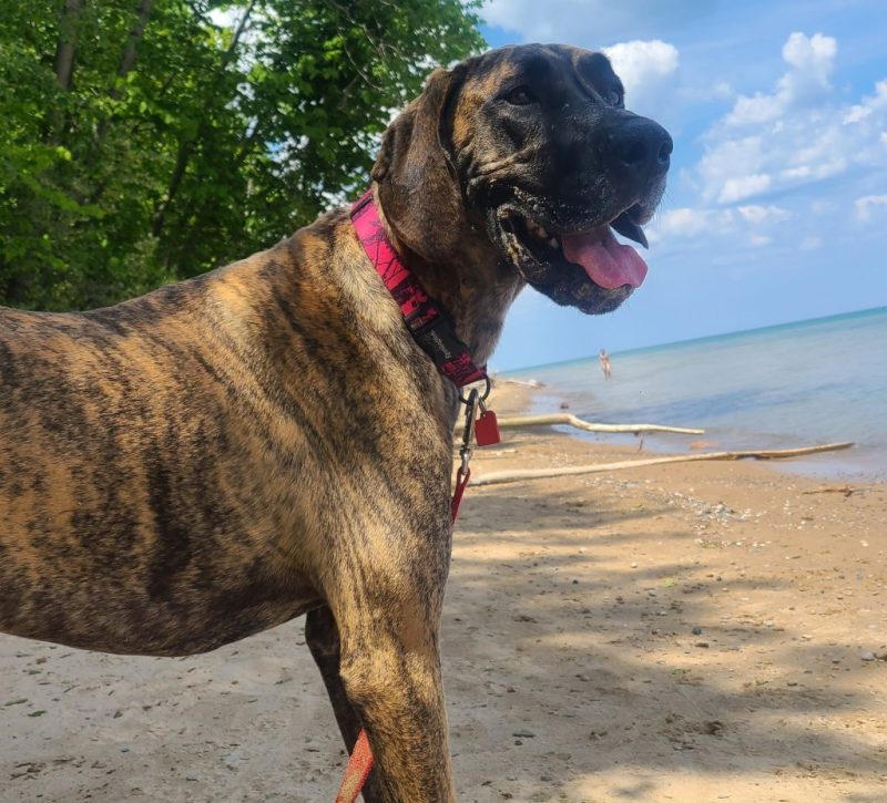 Best Dog Friendly Vacations In Michigan