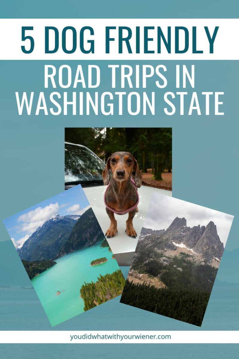 Best Dog Friendly Vacations In Midwest