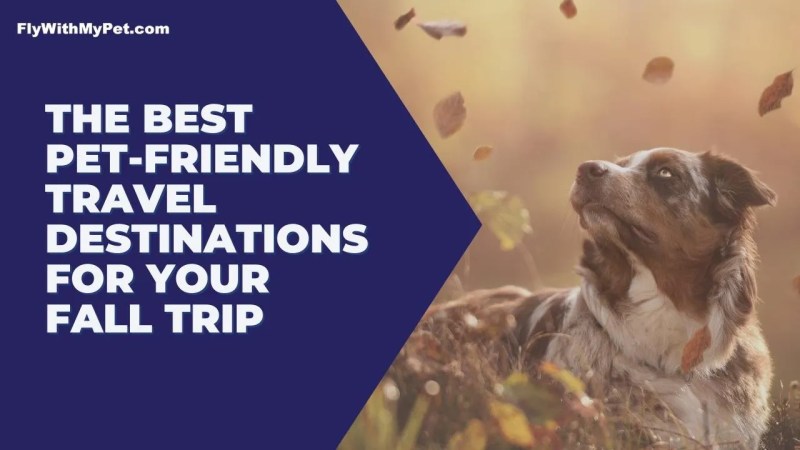 Best Dog Friendly Vacations