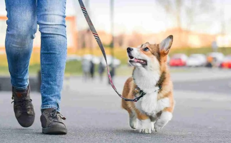 Best Dog Friendly Walks Near Me